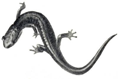 Metcalfs grådkinnad salamander