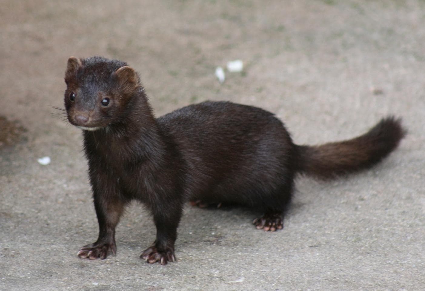 Mink — 1/3