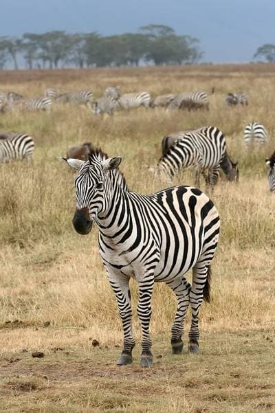 Bergszebra