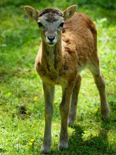 mufflon