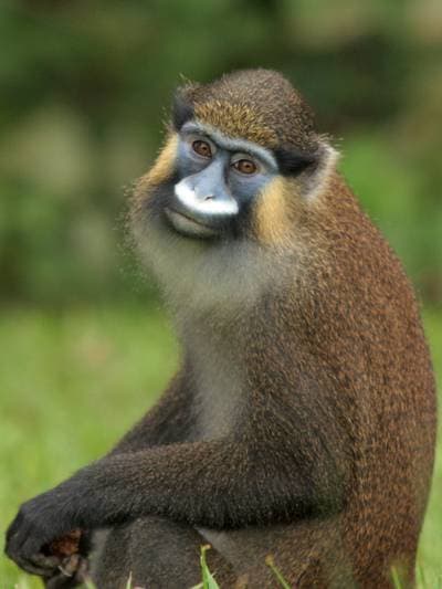 Mustaschmarkatta