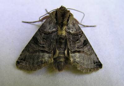 Nässelfly