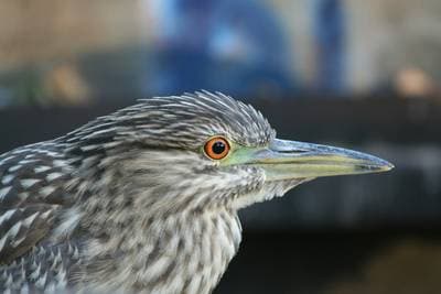 Natthäger