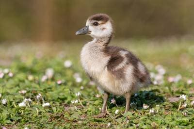 Nilgås