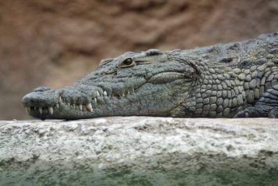 Nilkrokodil