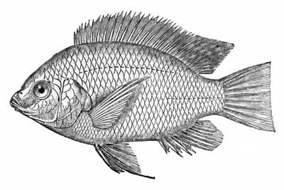 Niltilapia