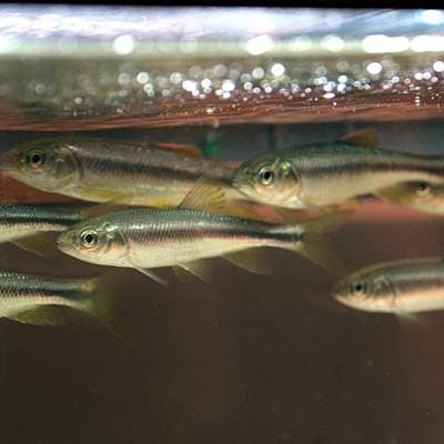 Nipponocypris temminckii