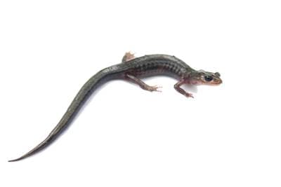 Nordlig grågindad salamander
