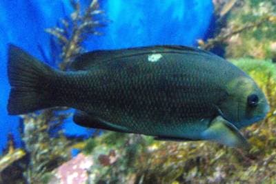 Opalögonfisk