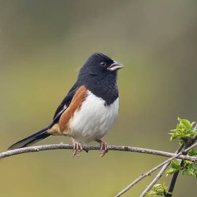 Östlig towhee