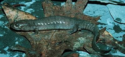 Ouachitasalamander