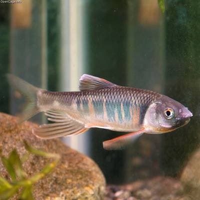Pale chub