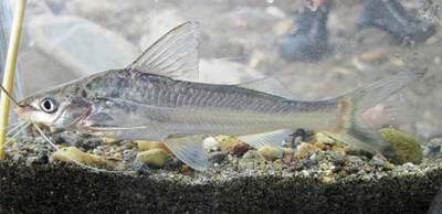 Pimelodus blochii