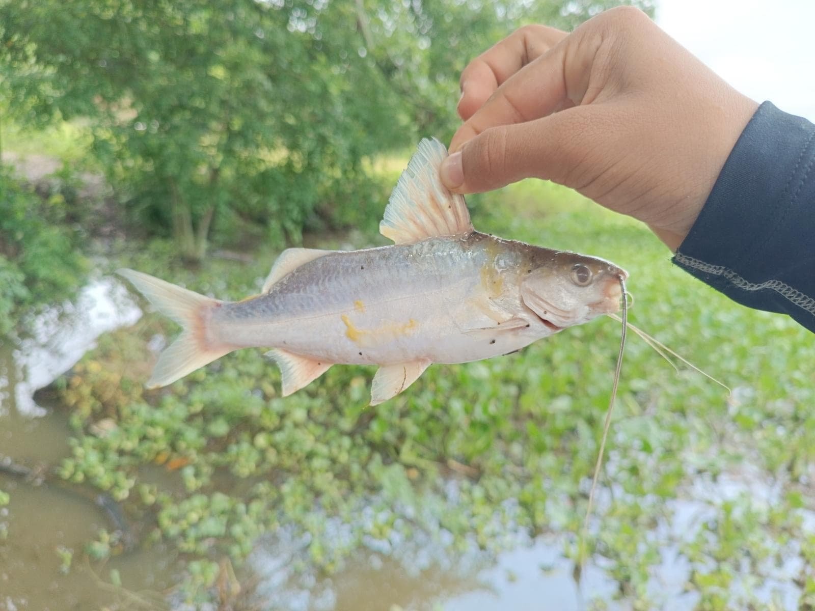 Pimelodus grosskopfii — 3/3