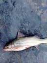 Pimelodus yuma