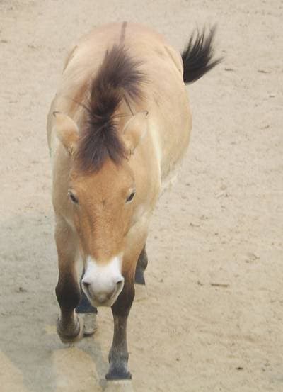 Przewalskihäst