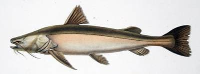 Pseudopimelodus schultzi