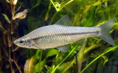 Pseudorasbora