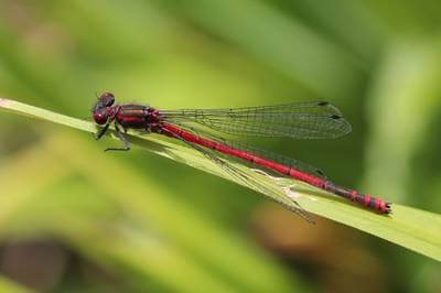 Pyrrhosoma nymphula
