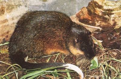 Rakali