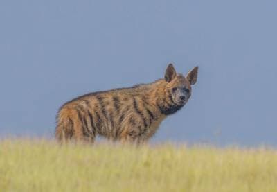 Randig hyena