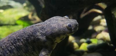 Revbensgrodsalamander