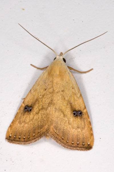 Rivula sericealis