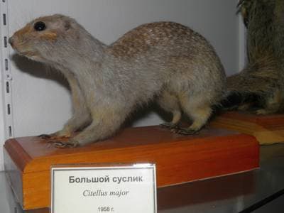 Rödgul suslik