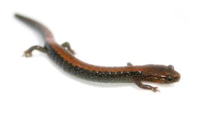 Rödryggig salamander
