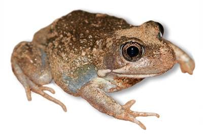 Sandgroda