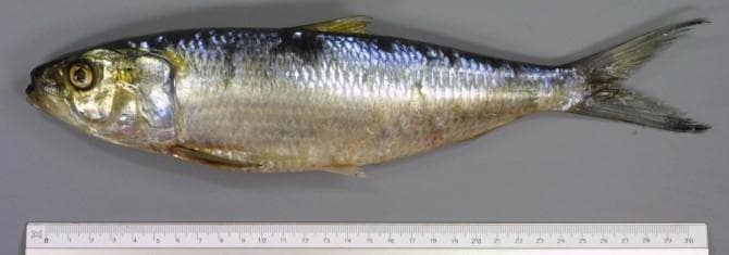 Sardinella aurita — 3/3