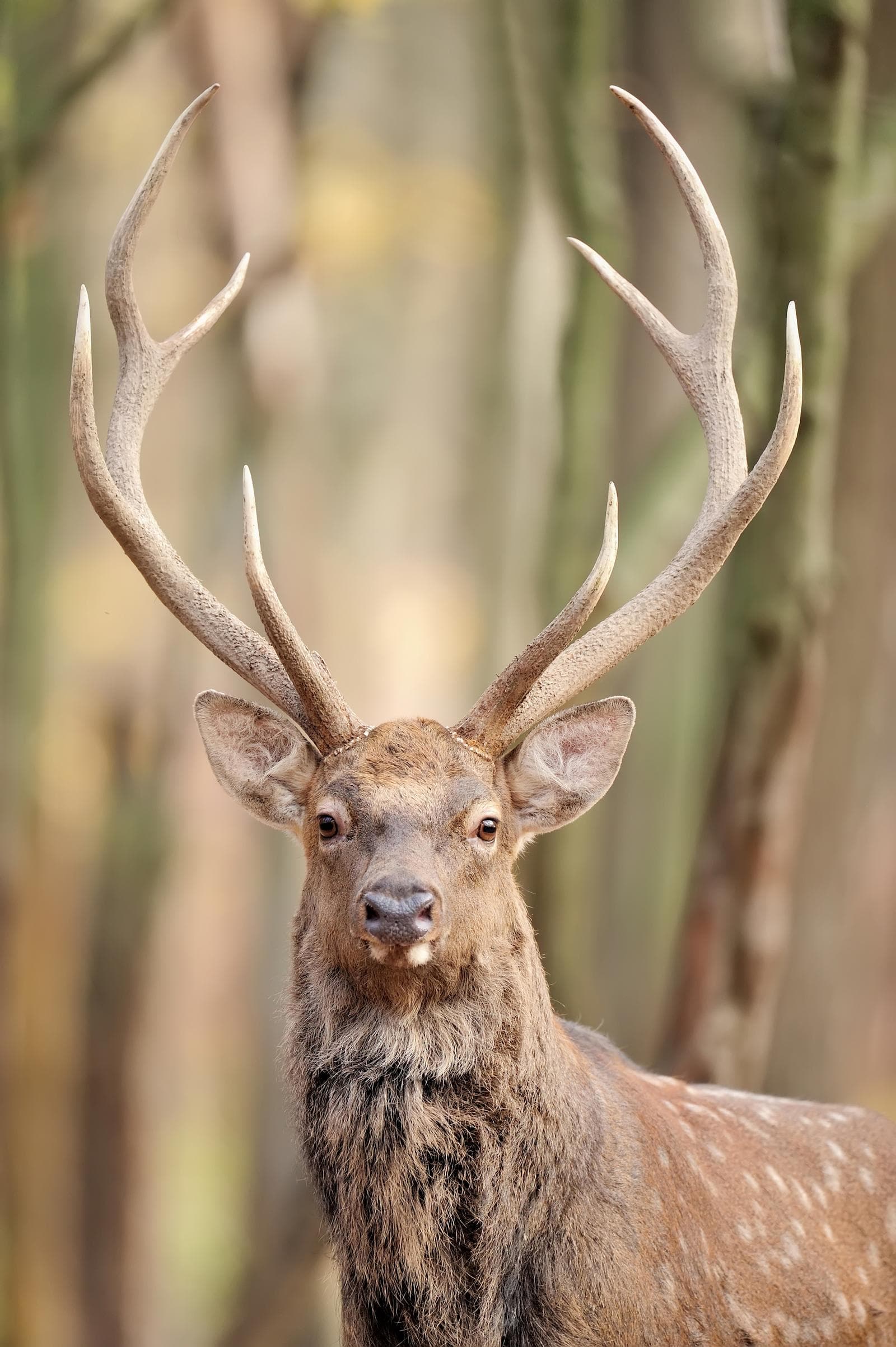 Sika — 2/3