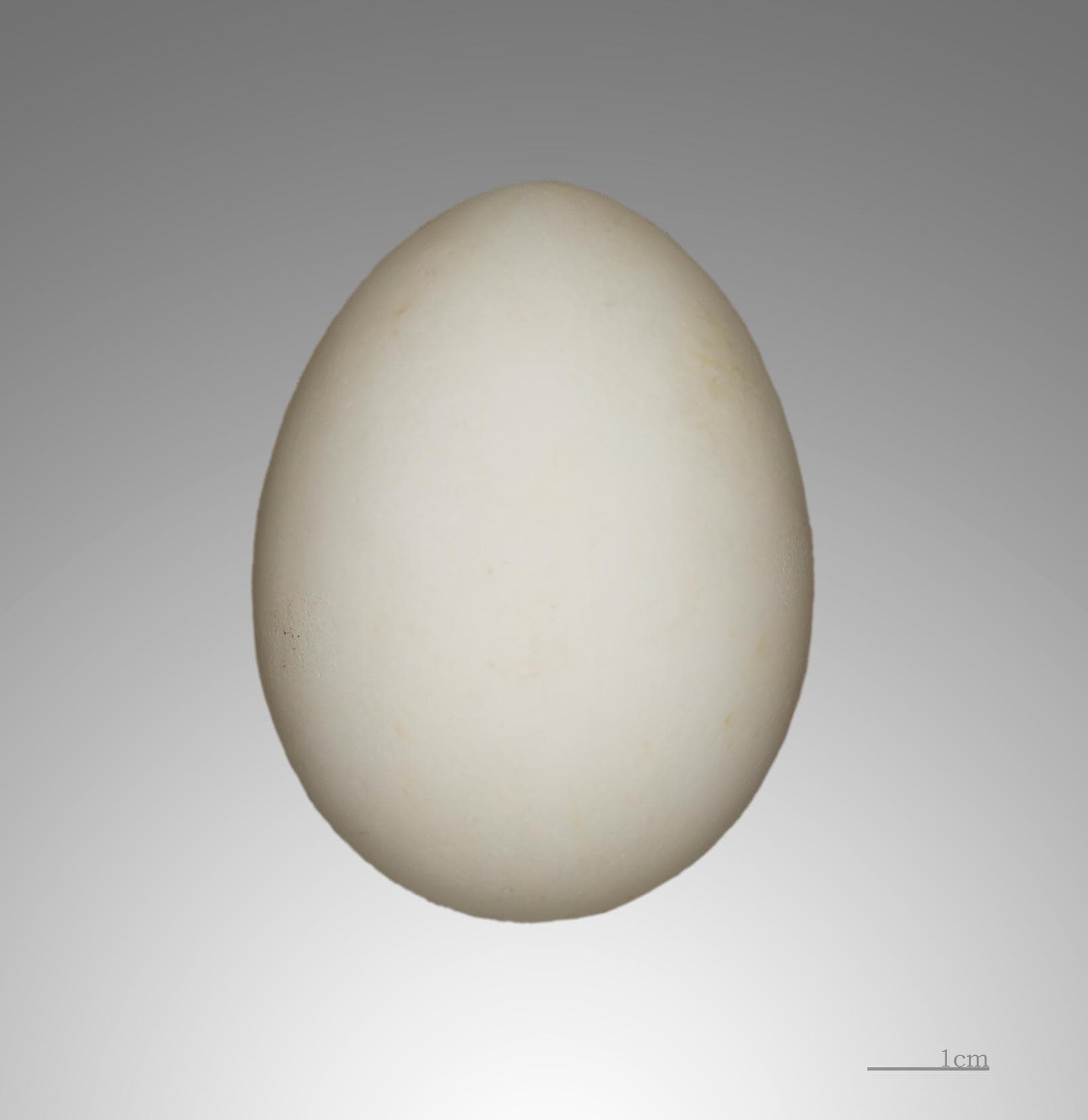 Snöstormfågel — 3/3