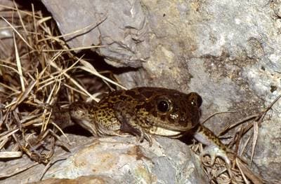 Sporrgrodor (Pelobates cultripes)