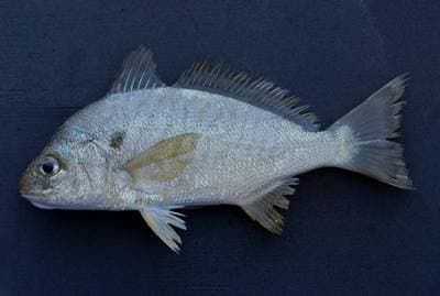 Spotfisk