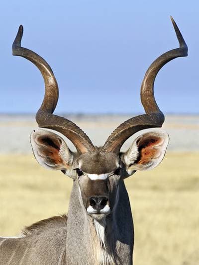 Större kudu