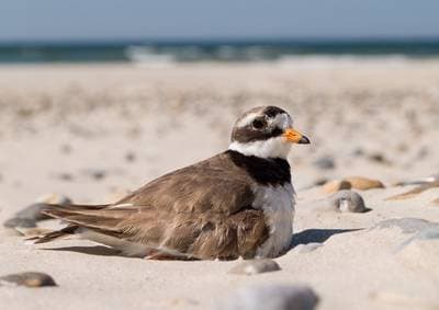 Större strandpipare