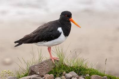 Strandskata