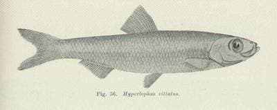 Strimmig sillfisk