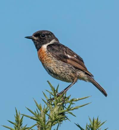 Svarthakad buskskvätta