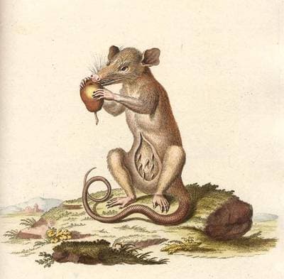 Sydamerikansk pungråtta