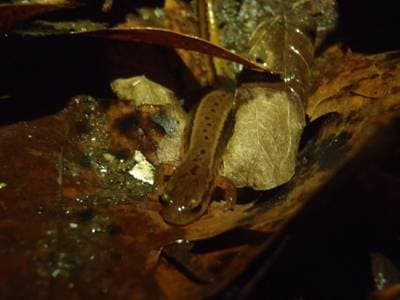Sydlig tvilinjig salamander
