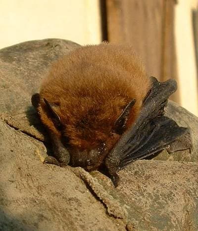 Sydpipistrell