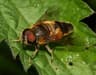 Taigablomfluga