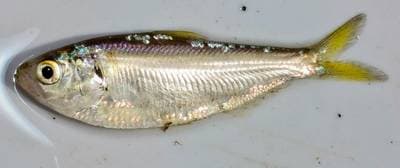 Trådfenad shad
