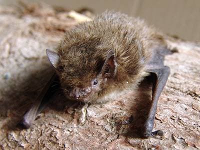 Trollpipistrell