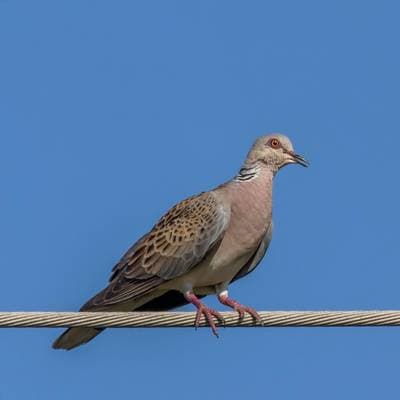 Turturduva