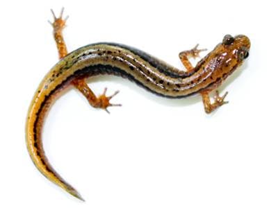 Tvåstrimmig salamander