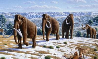 Ullhårig mammut