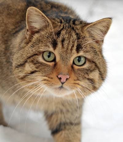 Europeisk vildkatt
